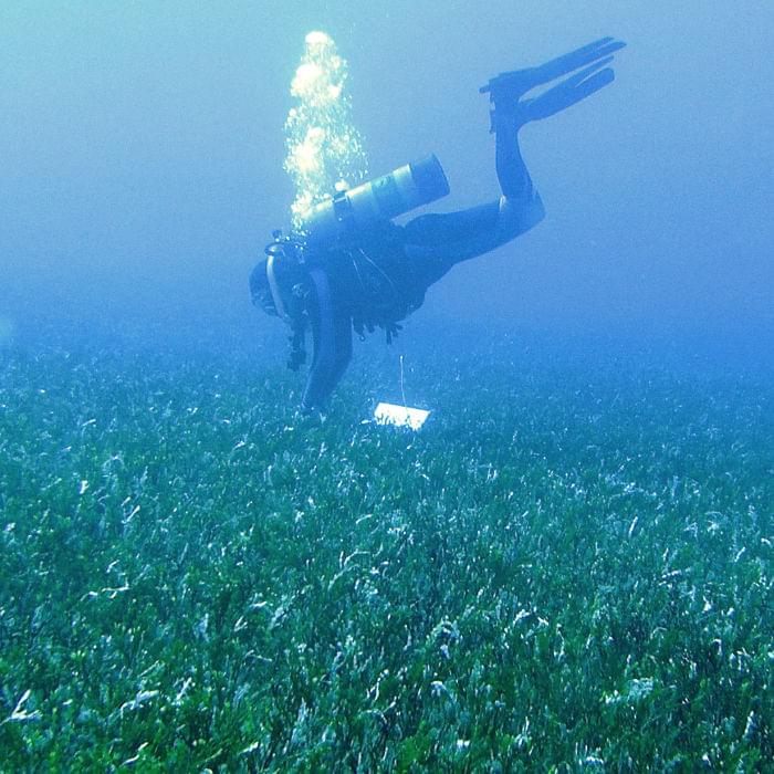 Algae in Northwest Hawaiian Islands